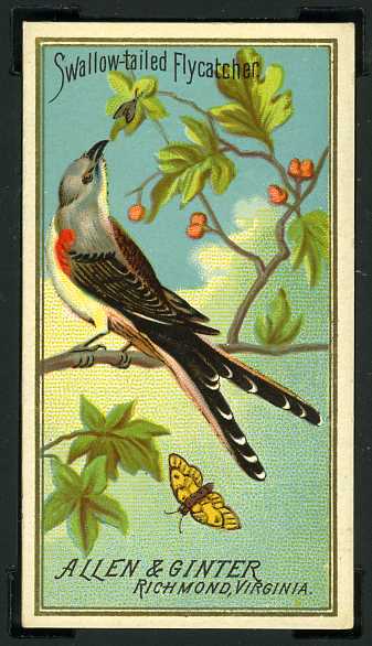 42 Swallow-Tailed Flycatcher